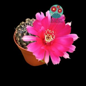 Lobivia arachnacantha híbrida flor fucsia