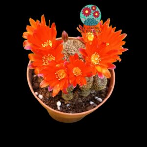 Rebutia heliosa var. condorensis
