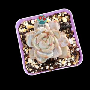 Echeveria Germam champagne (española)