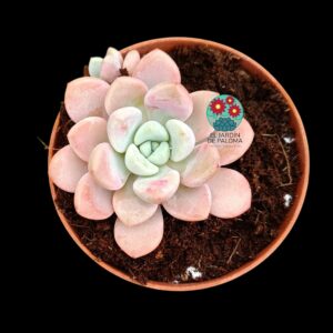 Echeveria Polari-heart