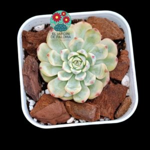 Echeveria Minima variegata (importación)