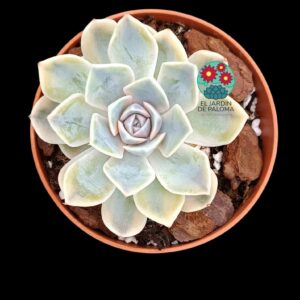 Echeveria Tynie burger variegata (importación)