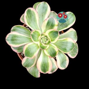 Aeonium Zeus variegata (muy grande, importación)