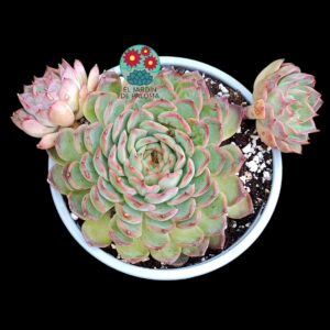 Echeveria Hallis (maceta grande)