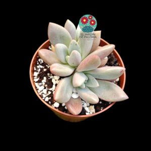 Graptoveria Pink donna doble roseta