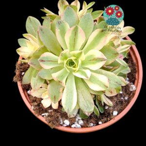 Aeonium "Night Blooming" variegata (importación)