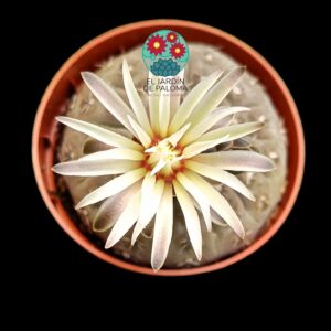 Gymnocalcyum stellatum