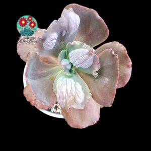Echeveria Gibbiflora "Increíble" (tamaño y maceta grandes)