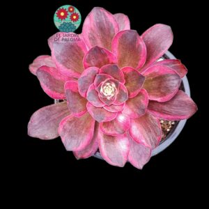 Greenovia Charm "Golden rose" variegata
