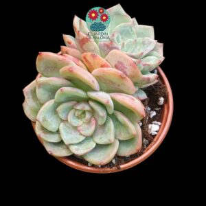 Echeveria Salmon doble roseta