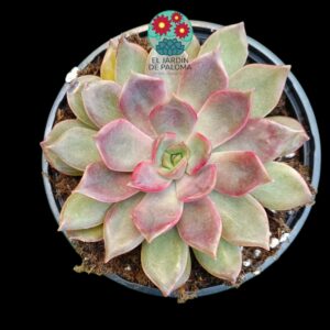 Echeveria Mina rubra