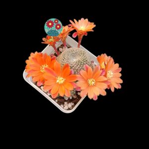 Rebutia Lima & Orange