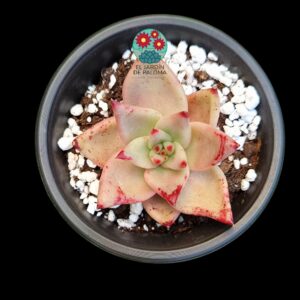 Echeveria agavoides Romeo de selección