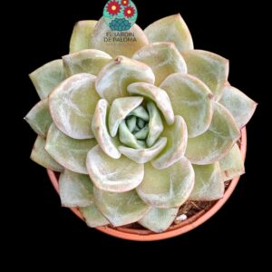 Echeveria Germam champagne (es grande)