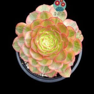 Aeonium Lin Lang variegata (importación)
