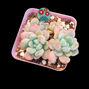 Graptoveria Polari-heart