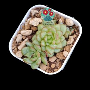 Echeveria "Jelly Adam" cluster (importación, maceta pequeña)