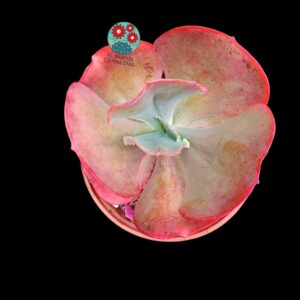 Echeveria Suyon (es grande)