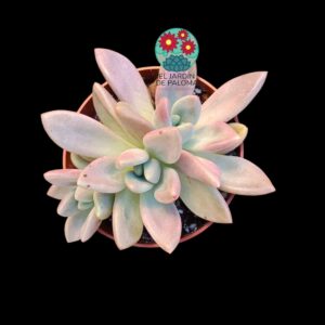 Graptoveria Pink donna