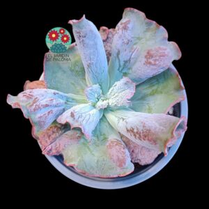 Echeveria Etna (tamaño y maceta grandes)