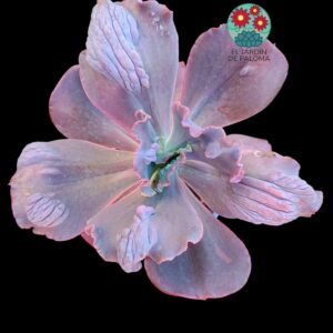 Echeveria Gibbiflora "Increíble" (muy grande)