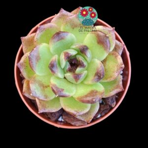 Echeveria agavoides "Dark" hibrido(importación)