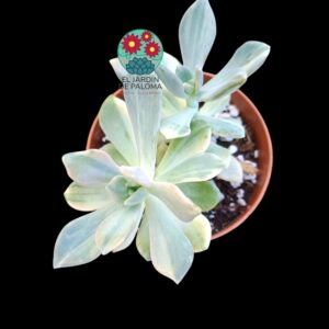 Graptoveria "Supreme" variegata doble roseta