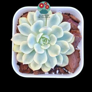 Echeveria Minima variegata (importación)