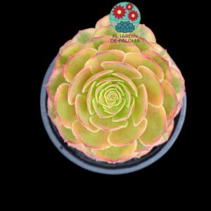 Aeonium Lin Lang variegata (importación)