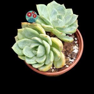 Echeveria Salmon doble roseta