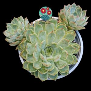 Echeveria Hallis (maceta grande)