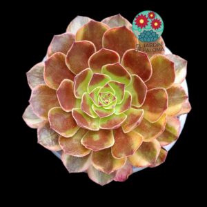 Aeonium Lin Lang variegata (importación)