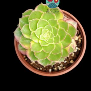 Aeonium "Fiesta" variegata con hijuelo