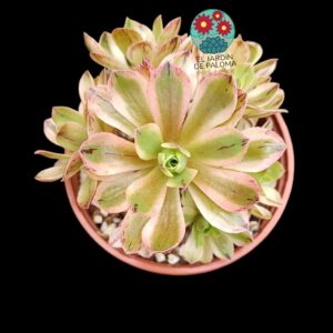 Aeonium "Night Blooming" variegata (importación)
