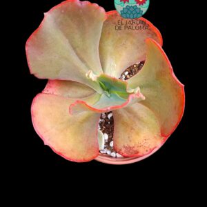 Echeveria Suyon (es grande)