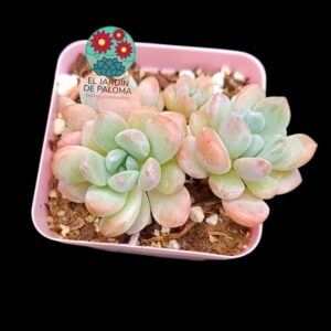 Graptoveria Polari-heart