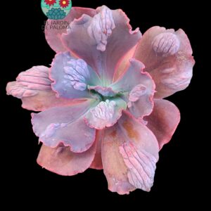 Echeveria Gibbiflora "Increíble" (muy grande)