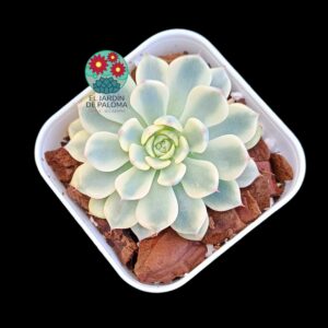 Echeveria Minima variegata (importación)
