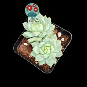 Echeveria Tippy doble roseta