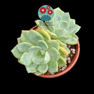 Echeveria Salmon doble roseta