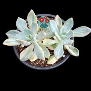 Graptoveria "Supreme" variegata doble roseta