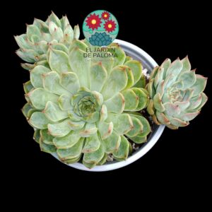 Echeveria Hallis (maceta grande)
