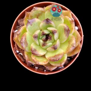 Echeveria agavoides "Dark" hibrido (importación)