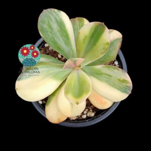 Echeveria "Primadonna" variegata