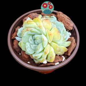 Echeveria "Pink Peach" doble roseta (importación, buen tamaño)