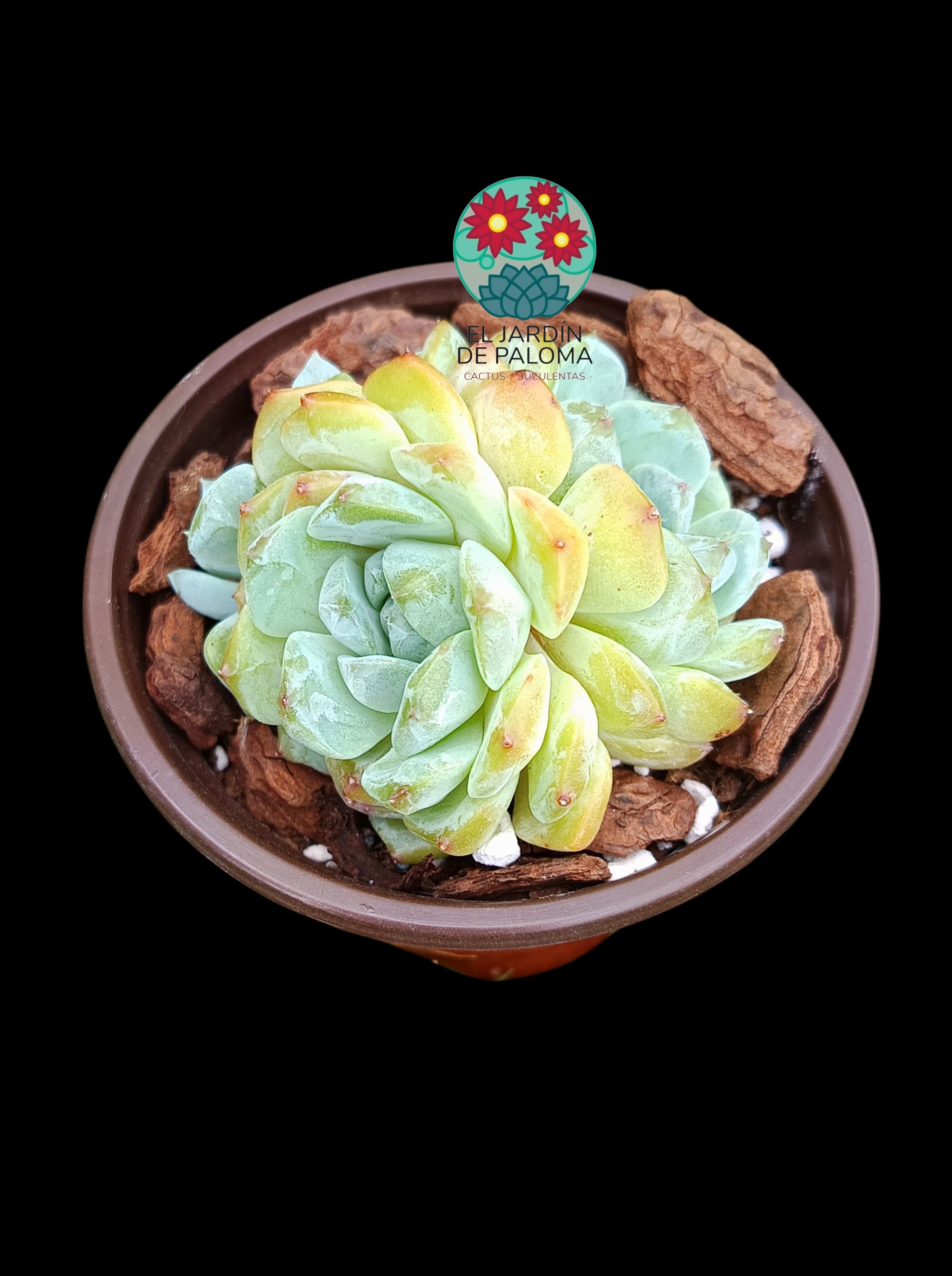 Echeveria "Pink Peach" doble roseta (importación, buen tamaño)