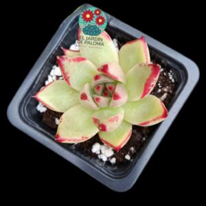 Echeveria agavoides Romeo de selección