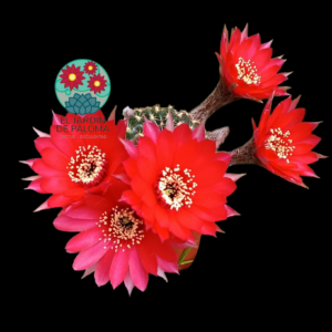 Lobivia arachnacantha híbrida flor roja