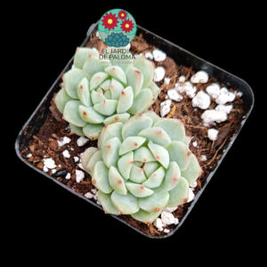 Echeveria Tippy doble roseta