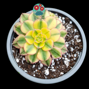 Aeonium Sun God variegata con hijuelo (importación)